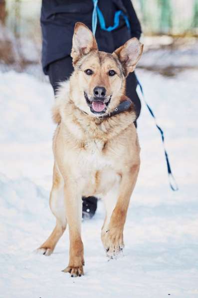 Хороший рыжий пес, лучший друг человека в Санкт-Петербурге фото 36