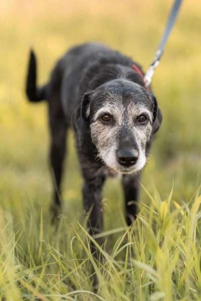 Спокойная мудрая Джулия ищет теплый уголок! в Москве фото 5