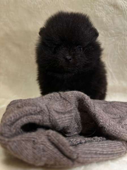 Померанский шпиц в фото 3