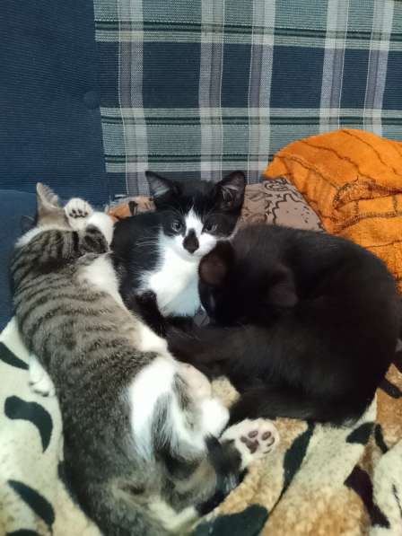 Отдаëм котëнка в добрые руки (мальчик 3 месяца) в Реутове фото 3