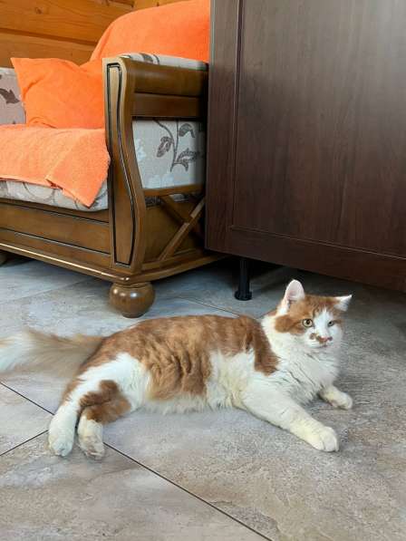 Харизматичный чеширский кот ищет дом в Санкт-Петербурге фото 8