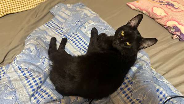 Отдам молодую кошку в добрые руки