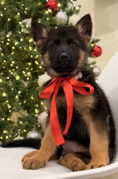 Щенки немецкой овчарки с документами, чистокровные в Москве