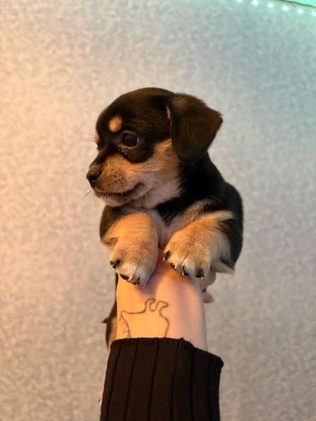 Отдам щенят в добрые руки в Серпухове фото 5