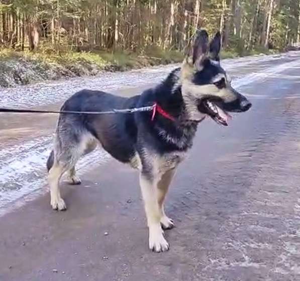 Молодой пёс ВЕО в ответственную семью