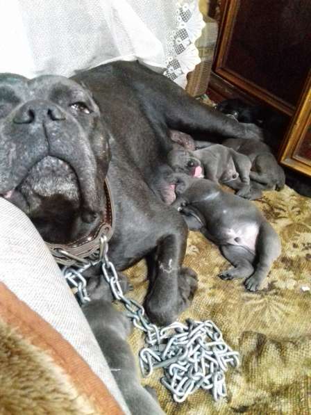 Щенки кане корсо