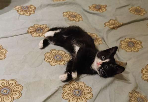 Котёнок в добрые руки в Климовске