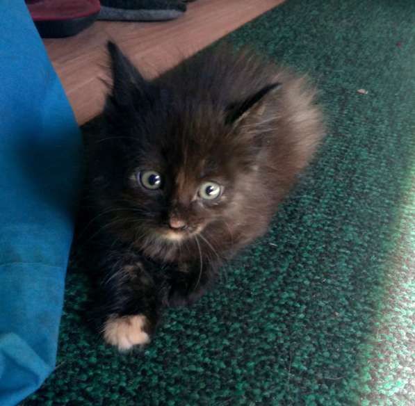 Котята бесплатно
