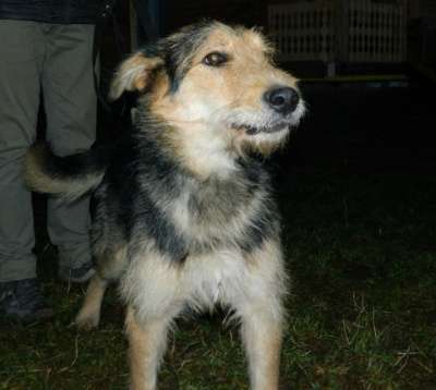 Отдам даром Активный пес Вжик ищет дом. в Санкт-Петербурге фото 4