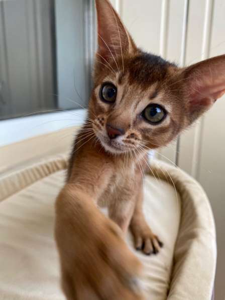 Абиссинская девочка из питомника в 