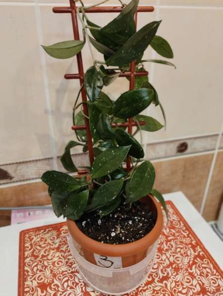 Комнатное растение Хойя в Химках фото 4