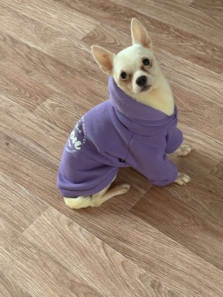 !!!СРОЧНО ОТДАМ СОБАКУ ДАРОМ !!!