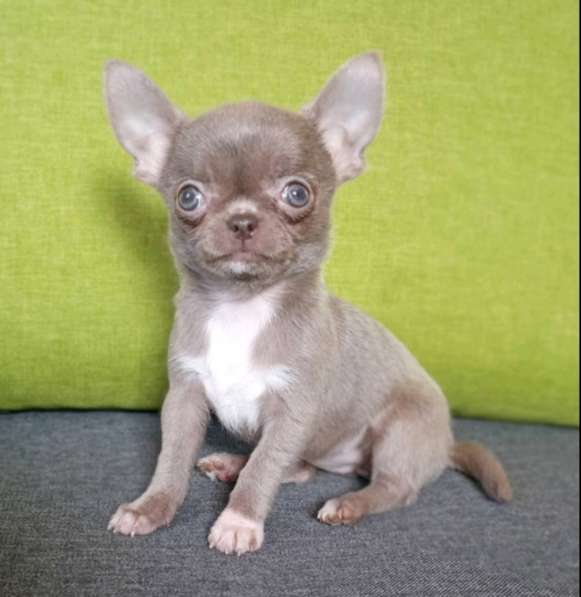 Chihuahua. Lilac micro girl