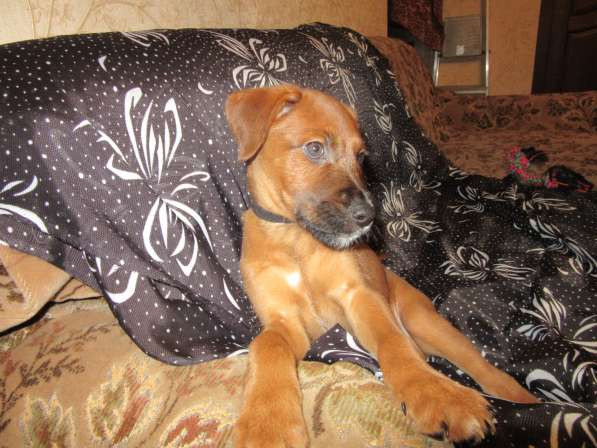 Ирландский терьер в Москве фото 4