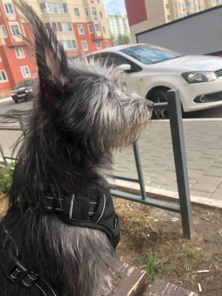 Отдам собачку в хорошие руки в Курске