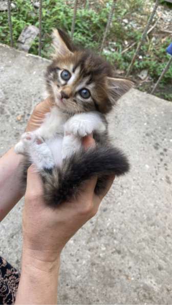 Котята в добрые руки в Грозном фото 5