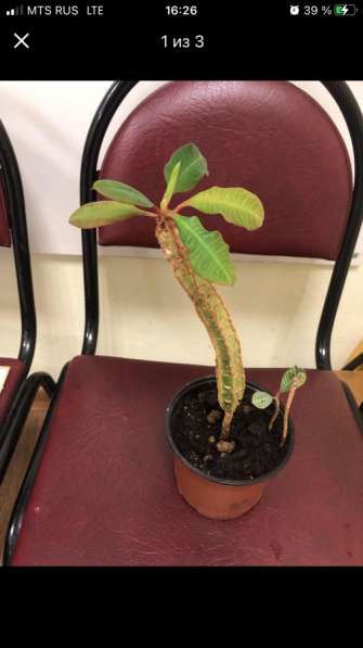 Домашние цветы