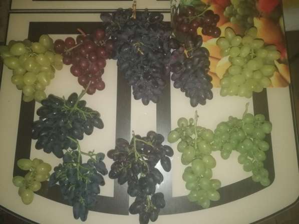 Саженцы винограда Южного Подмосковья в Чехове фото 15