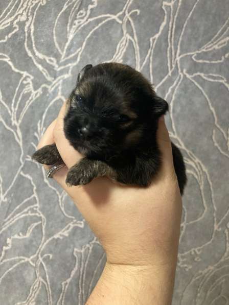 Продам щенков шпица в Иванове фото 3