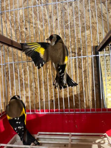 Продам птицу, канарейка (золотая чечетка в Махачкале фото 4