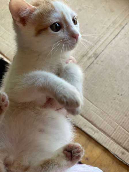 Курильский бобтейл в добрые руки в Твери