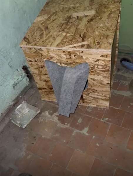 Котейка ищет дом и семью ! в Казани