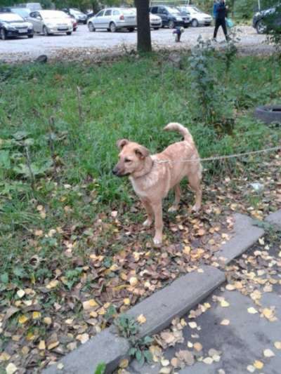 Отдам даром Ищем дом для Ладушки в Санкт-Петербурге фото 5