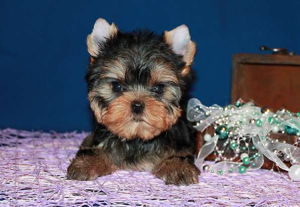 Щенок Йорк, мелкий стандарт в Москве фото 4