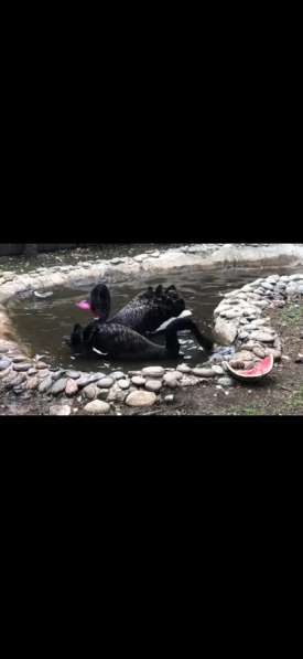 Декоротивные Лебяди в Москве