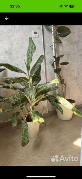 Аглонема демон