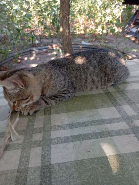 Котенок в дар в фото 8