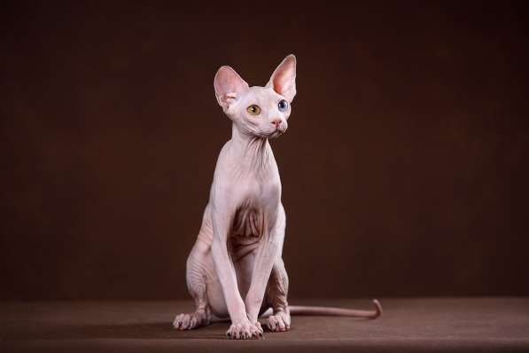 Эльфы, Двэльфы, бамбино или сфинксы - магические кошки в Керчи фото 4