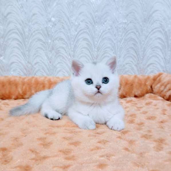 Зеленоглазая шиншилла котик в Челябинске