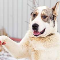 Мансур ищет дом, в Балашихе