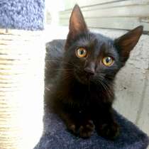 Черный жемчуг - котёнок Коржик ищет заботливых хозяев, в Москве