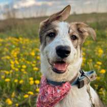 Щенок Макс &mdash; метис овчарки в добрые руки, в Москве