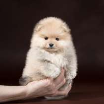 Шпиц Мариэл, в Йошкар-Оле