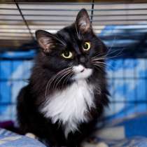 Очаровательный Ле-Ман ищет надежного человека, в Москве