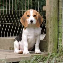 Бигль Нижний Новгород, в Нижнем Новгороде