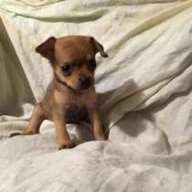 Той терьер Анадырь, в Анадыре