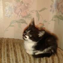 Отдам в хорошие руки найденыша, в Москве