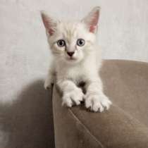 Котята-1, 2 месяца в добрые руки, в Йошкар-Оле