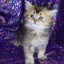 Шотландские котята, в Москве