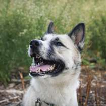 Суперактивная Халва, в Москве