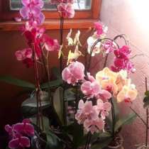 Орхидея, в Самаре