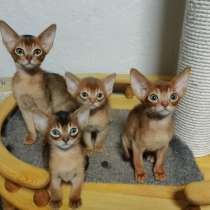 Абиссинские котята с родословной!, в Йошкар-Оле