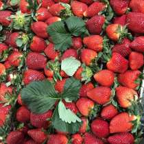 Свежая Клубника, Москва, в Москве