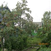 Яблоня-шедевр природы, в Петрозаводске