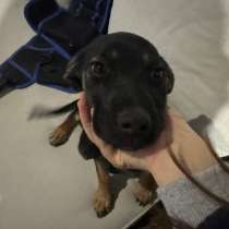 Щенок, в Волгодонске