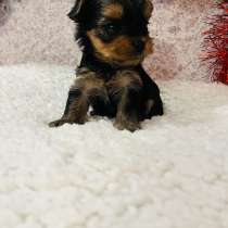 Йоркширский терьер, в г.Уссурийск